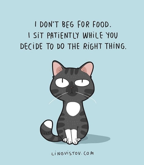 Илустрации во кои ќе се пронајде секој кој има мачка