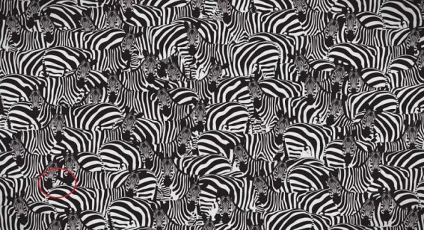 Можете ли да ја пронајдете клавијатурата помеѓу зебрите?