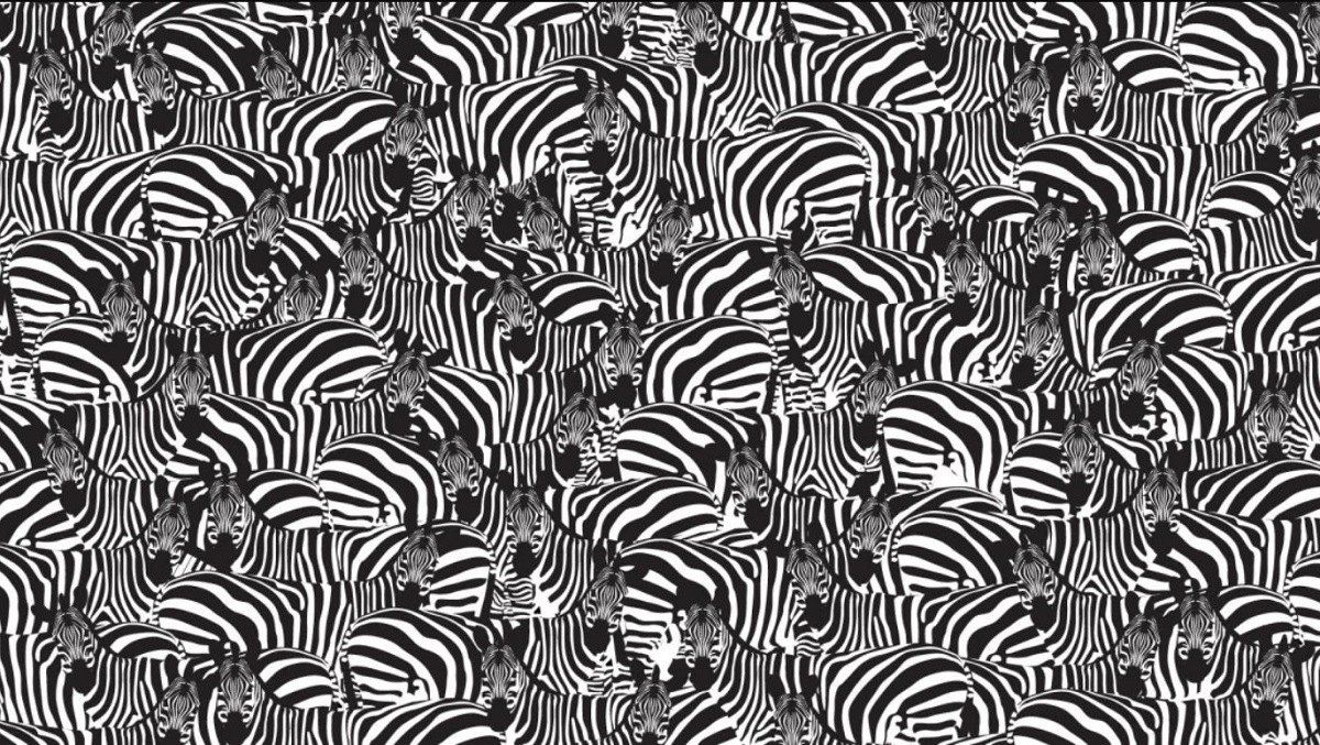 Можете ли да ја пронајдете клавијатурата помеѓу зебрите?