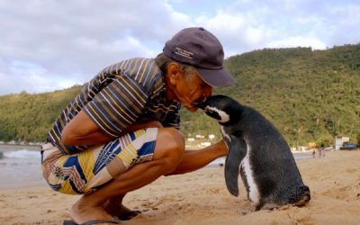 Пингвин патува 8,000 километри за да го види спасителот
