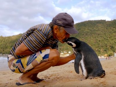 Пингвин патува 8,000 километри за да го види спасителот
