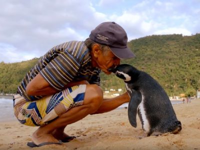 Пингвин патува 8,000 километри за да го види спасителот