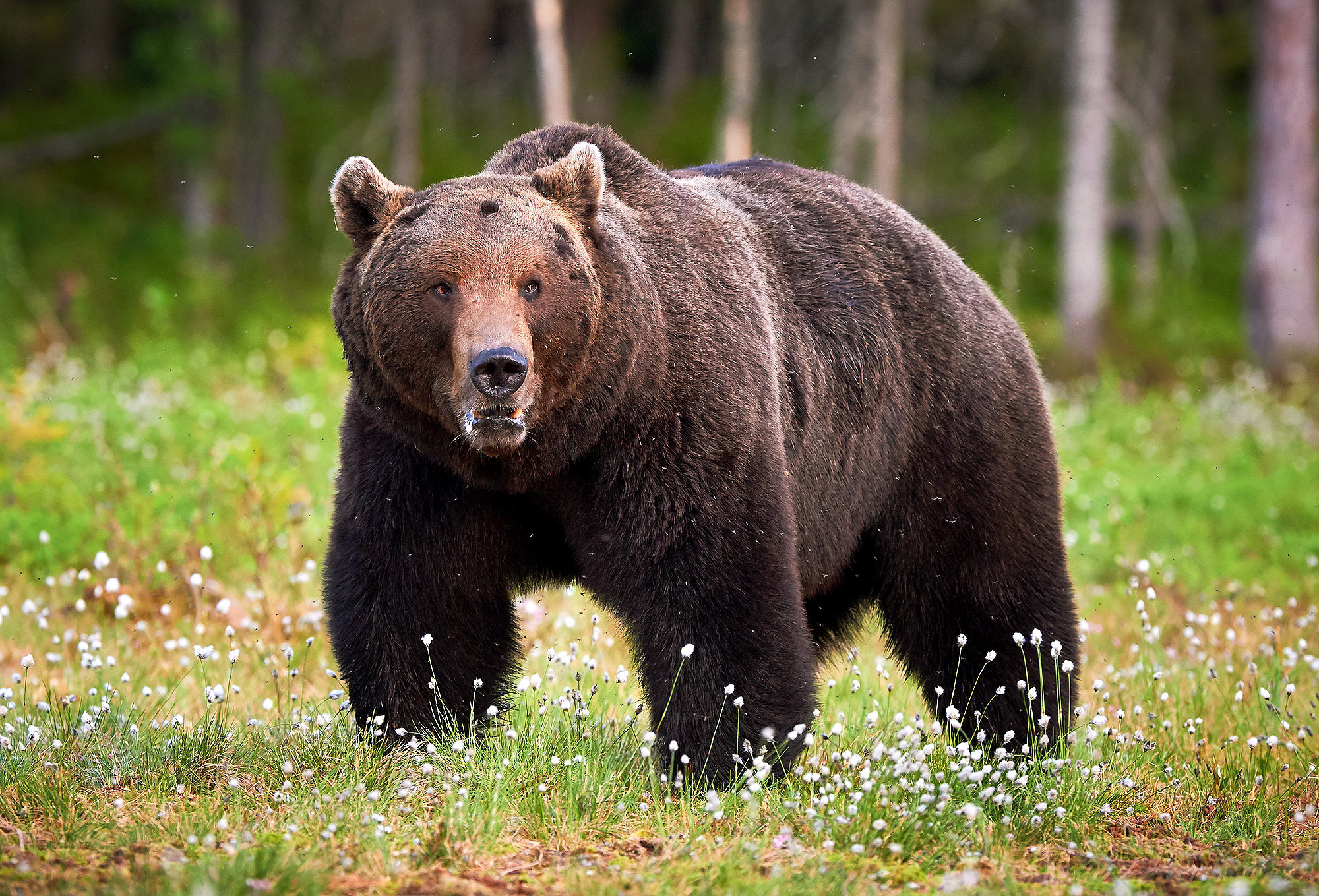Оваа мечка го бира само најдоброто: Јаде единствено „пино ноар“! (Видео)