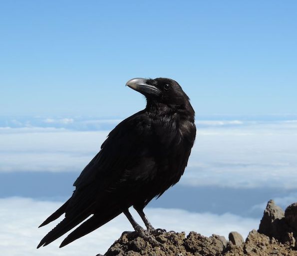 15 неверојатни факти за животните што може да ги споделите со пријателите