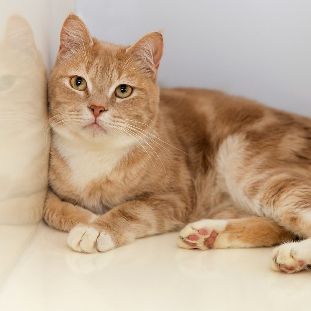 Дали ги разбирате пораките на животните?