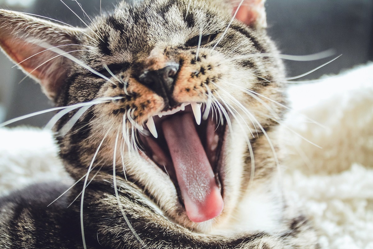 10 грешки што треба да престанат да ги прават сопствениците на мачки