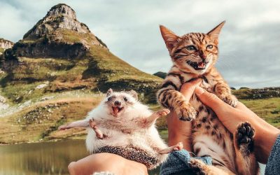 Авантурите на еден еж и на една бенгалска мачка се хит на Инстаграм