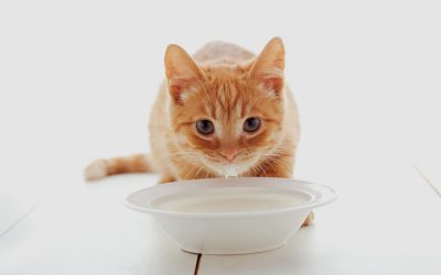 10 грешки што треба да престанат да ги прават сопствениците на мачки