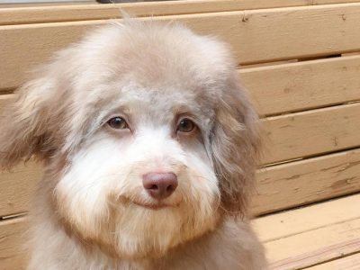 Кучето со човечка насмевка го освојува Интернетот