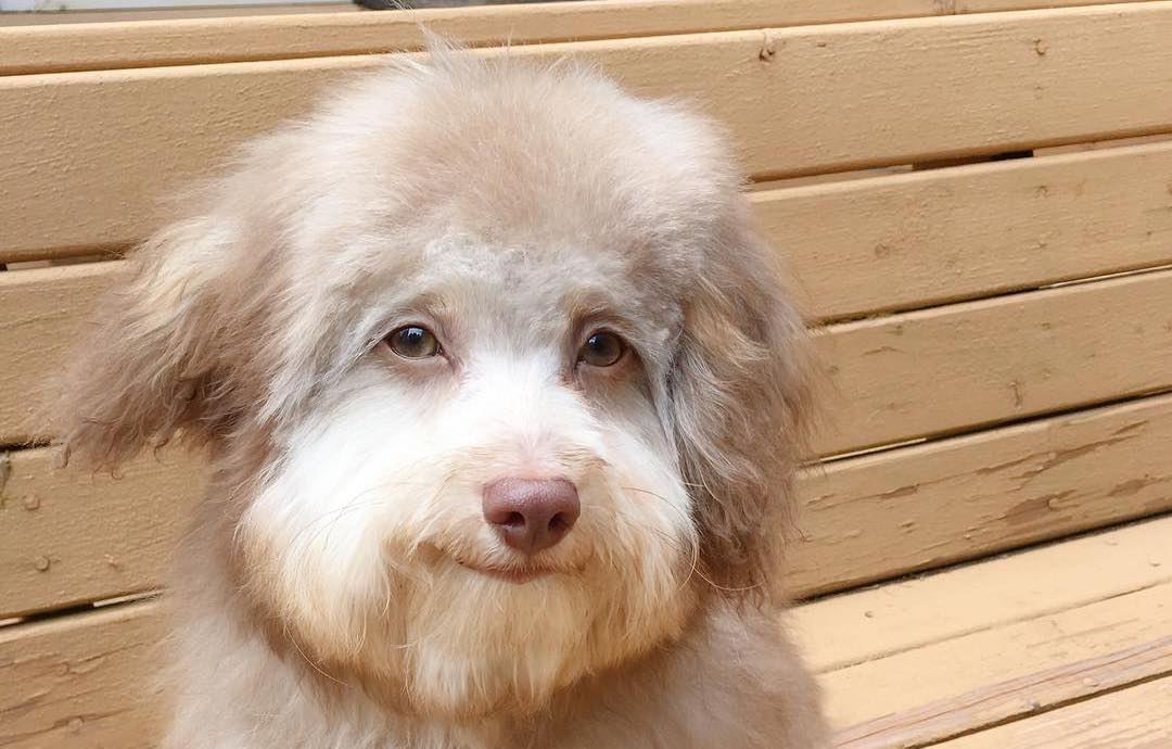 Кучето со човечка насмевка го освојува Интернетот