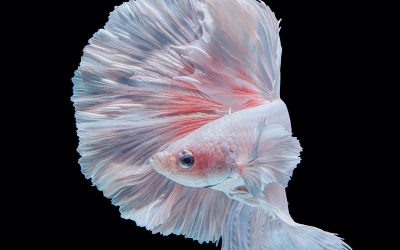 22 живописни и смирувачки фотографии со бета риби