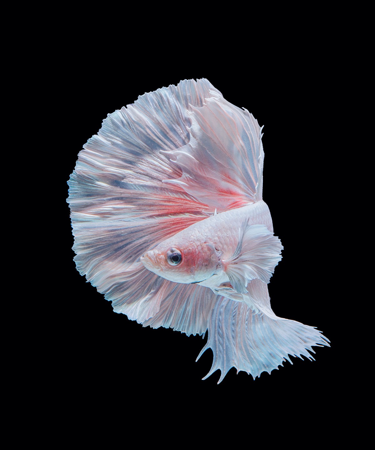 22 живописни и смирувачки фотографии со бета риби