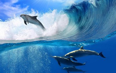 Дали знаевте дека најголем број од делфините ја користат повеќе десната страна?