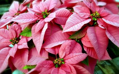 Розова Божиќна ѕвезда: празнична убавица еднаква со црвената
