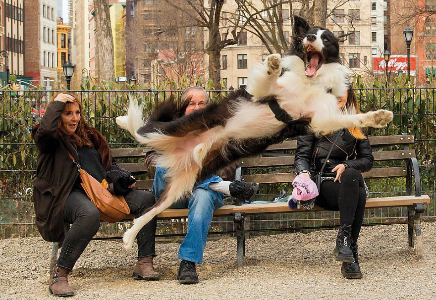 30 фотографии од кучиња направени од уличен фотограф кој е професионалец при фотографирање совршени моменти
