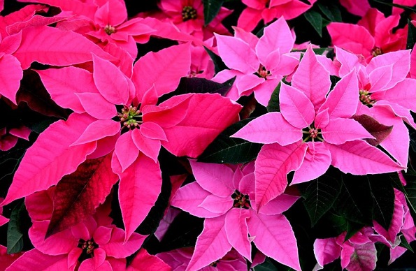 Розова Божиќна ѕвезда: празнична убавица еднаква на црвената