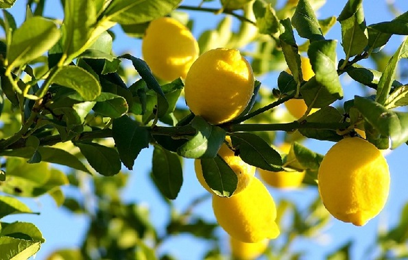 Во овие ситуации лимонот станува опасен по здравјето!