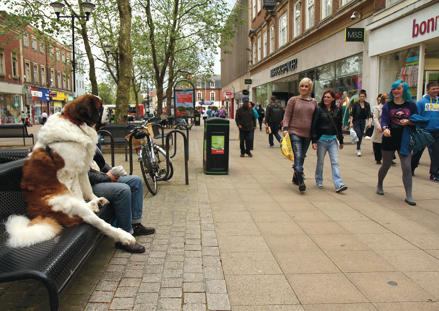 30 фотографии од кучиња направени од уличен фотограф кој е професионалец при фотографирање совршени моменти