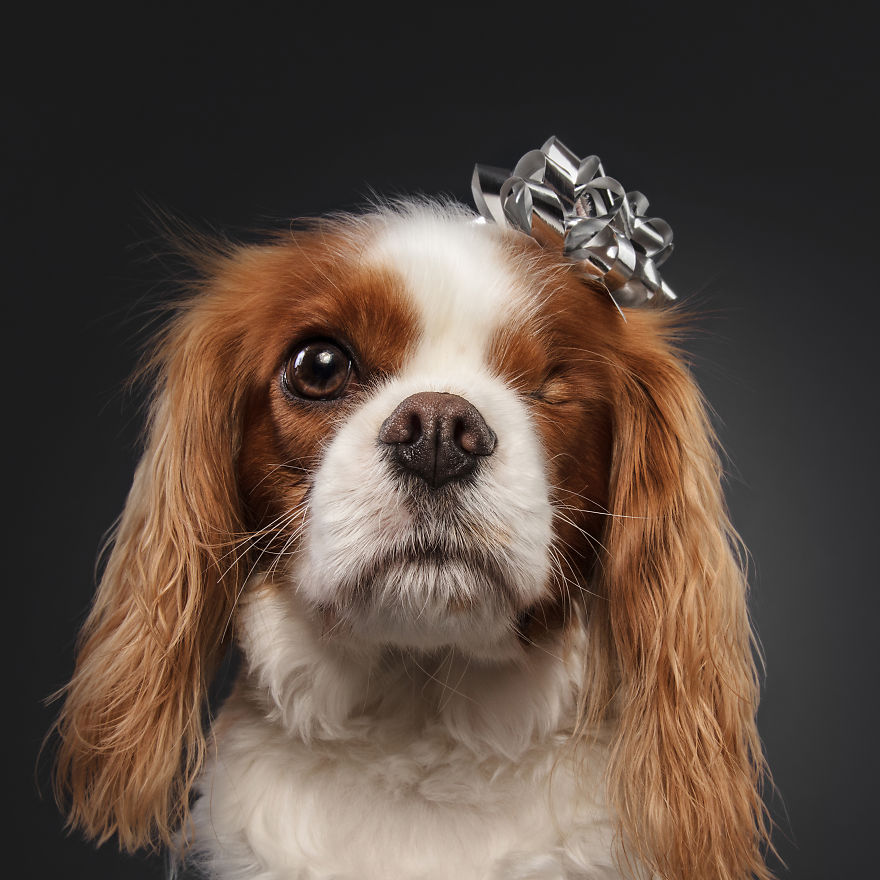 19 празнични фотографии од кучиња што се подготвени за Божиќ