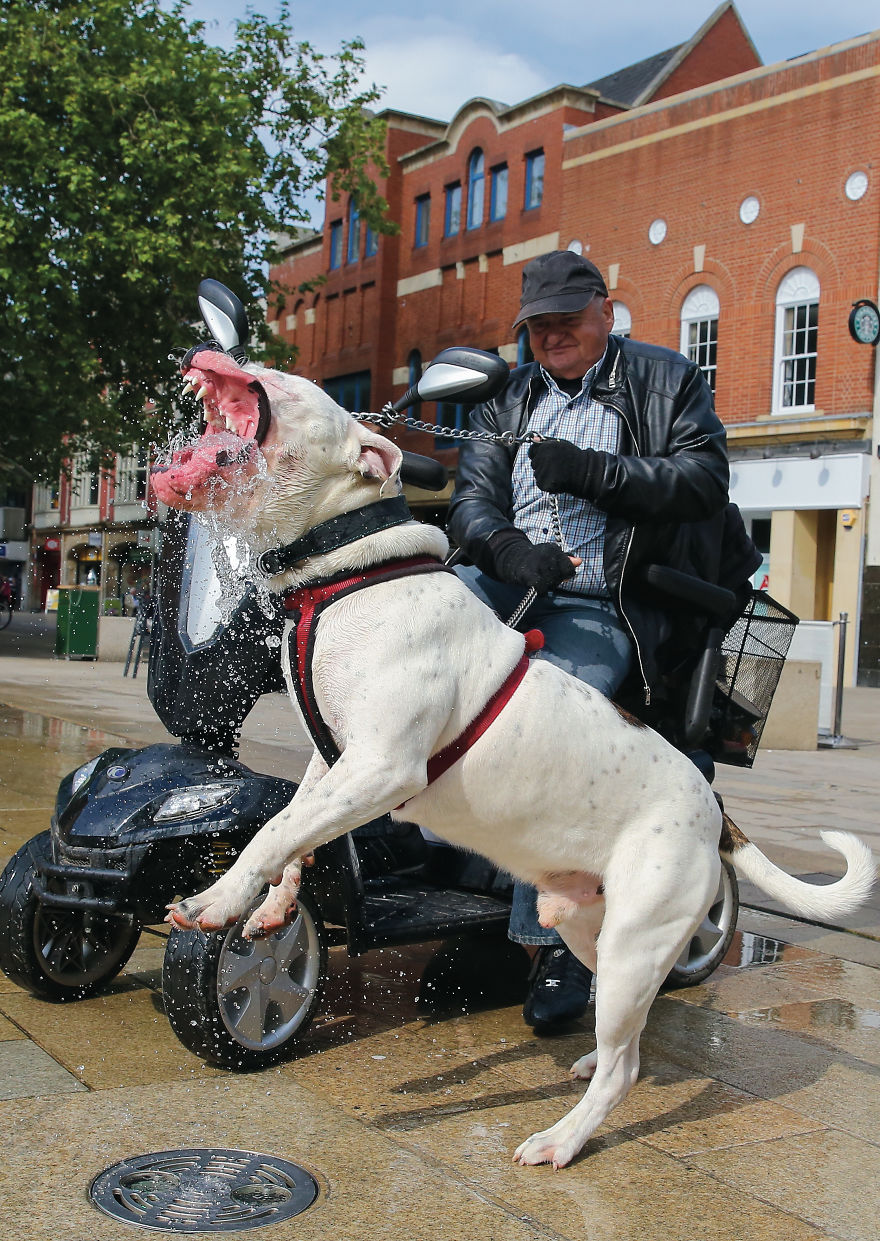 30 фотографии од кучиња направени од уличен фотограф кој е професионалец при фотографирање совршени моменти