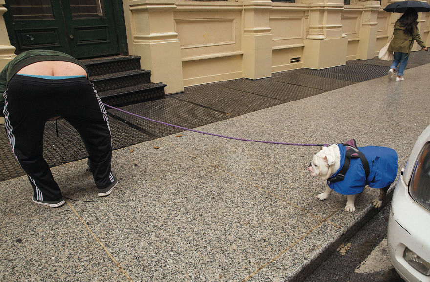 30 фотографии од кучиња направени од уличен фотограф кој е професионалец при фотографирање совршени моменти