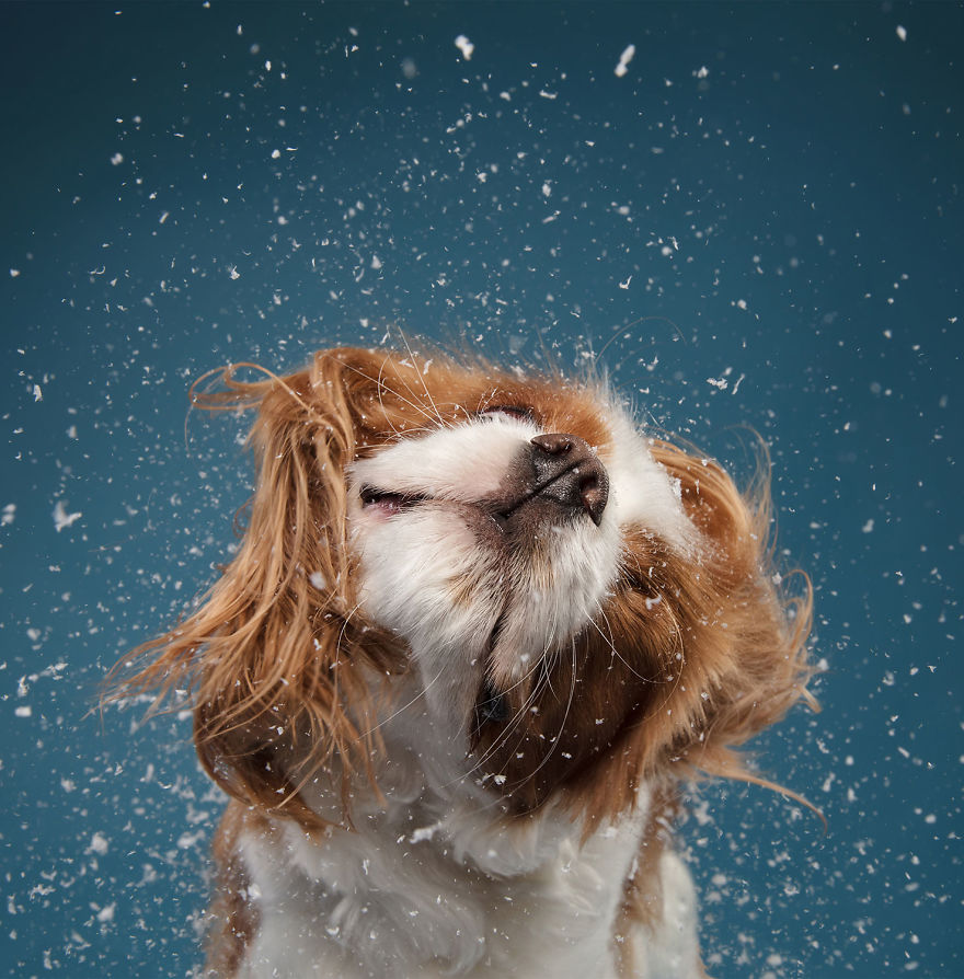 19 празнични фотографии од кучиња што се подготвени за Божиќ
