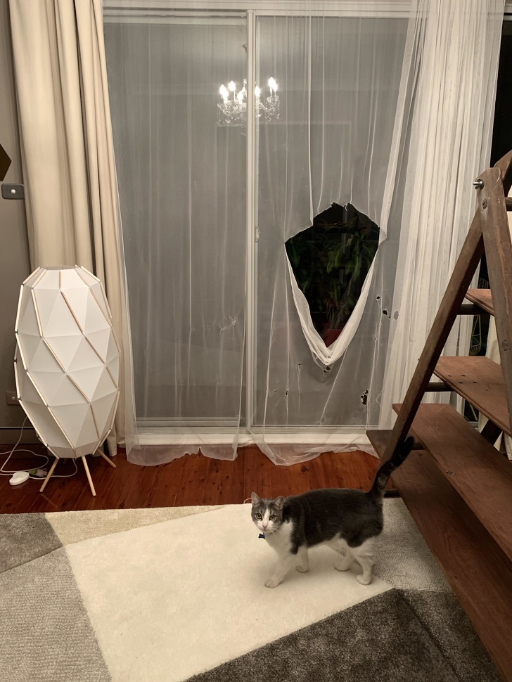 25 фотографии што покажуваат дека мачките се вистински чудовишта