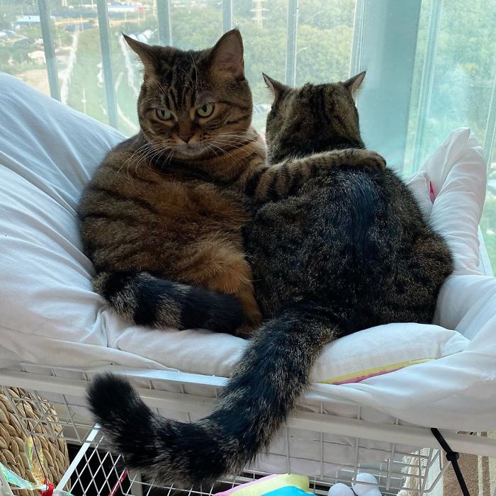 Оваа мачка ќе ви го освои срцето со нејзините смешни изрази