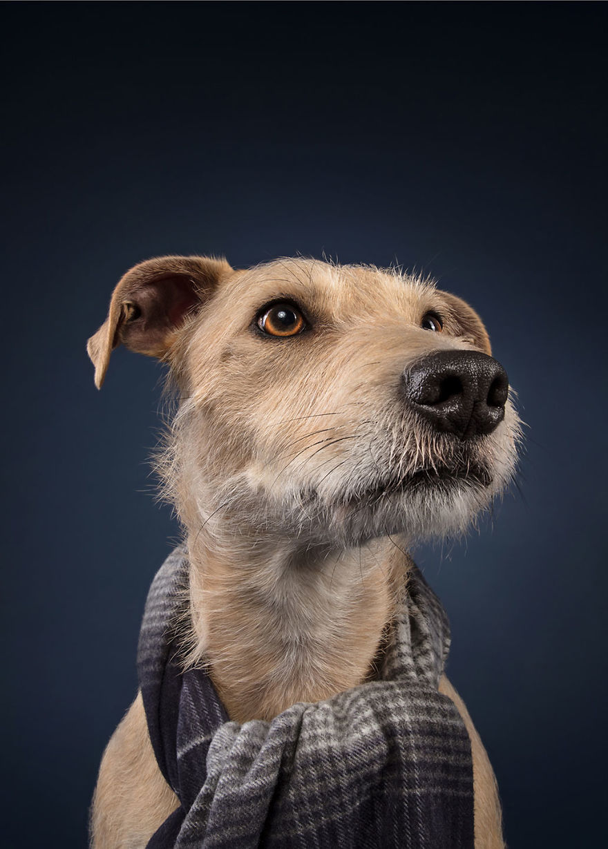 19 празнични фотографии од кучиња што се подготвени за Божиќ