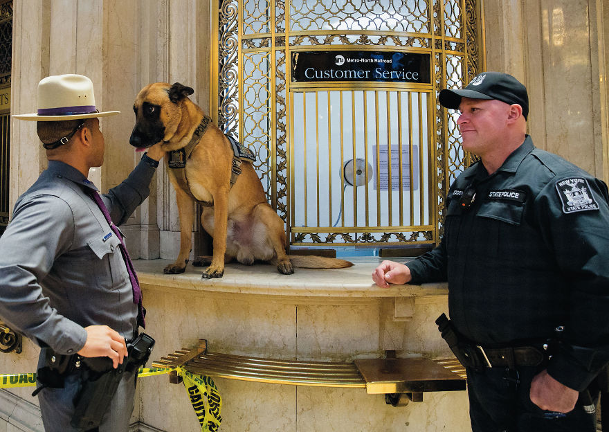 30 фотографии од кучиња направени од уличен фотограф кој е професионалец при фотографирање совршени моменти