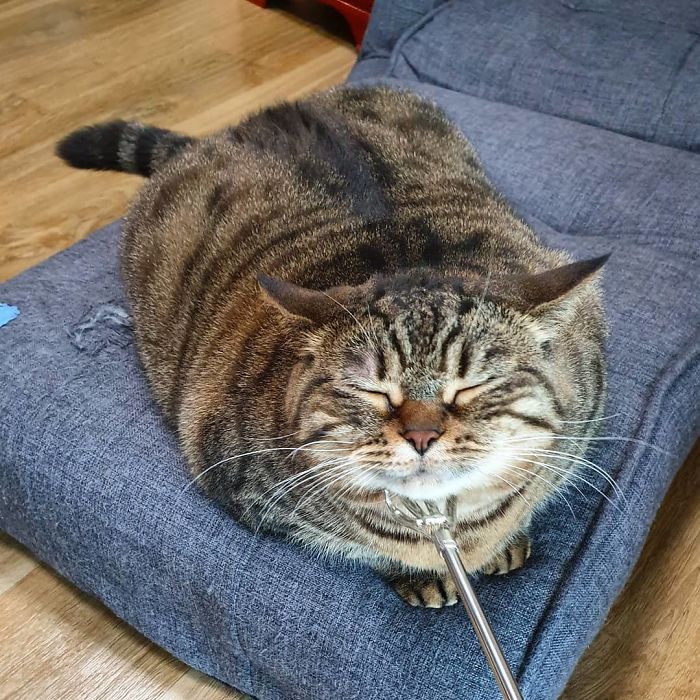 Оваа мачка ќе ви го освои срцето со нејзините смешни изрази