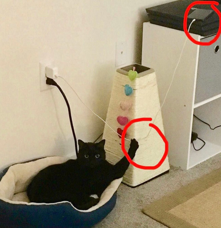 25 фотографии што покажуваат дека мачките се вистински чудовишта