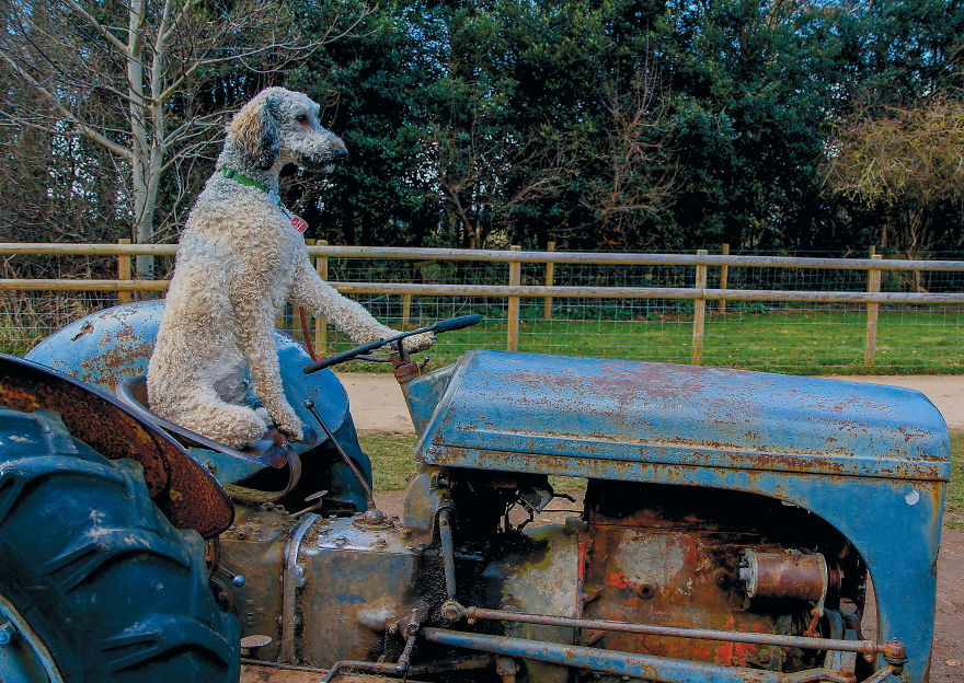 30 фотографии од кучиња направени од уличен фотограф кој е професионалец при фотографирање совршени моменти