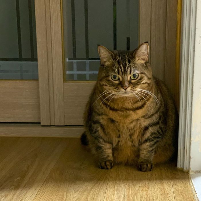 Оваа мачка ќе ви го освои срцето со нејзините смешни изрази