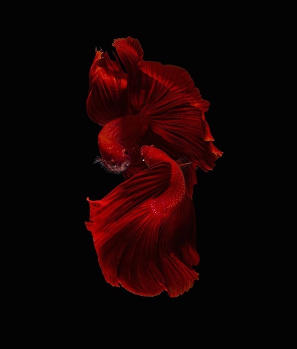 22 живописни и смирувачки фотографии со бета риби