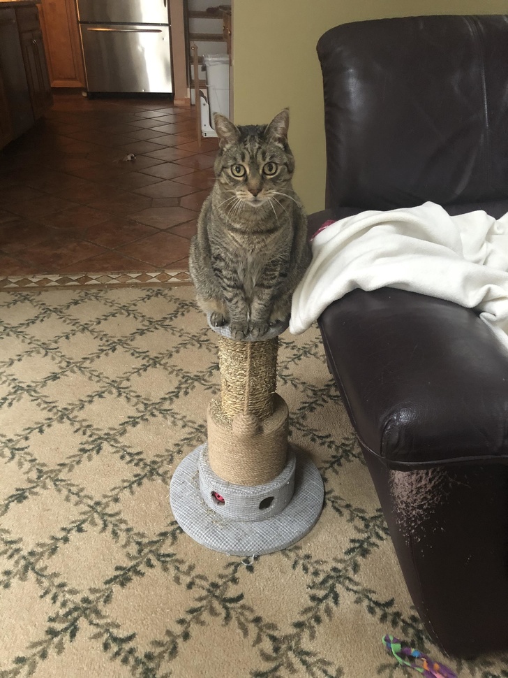 25 фотографии што покажуваат дека мачките се вистински чудовишта