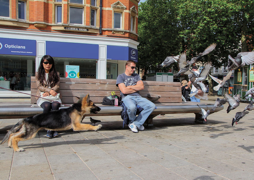 30 фотографии од кучиња направени од уличен фотограф кој е професионалец при фотографирање совршени моменти