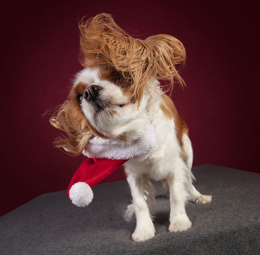 19 празнични фотографии од кучиња што се подготвени за Божиќ