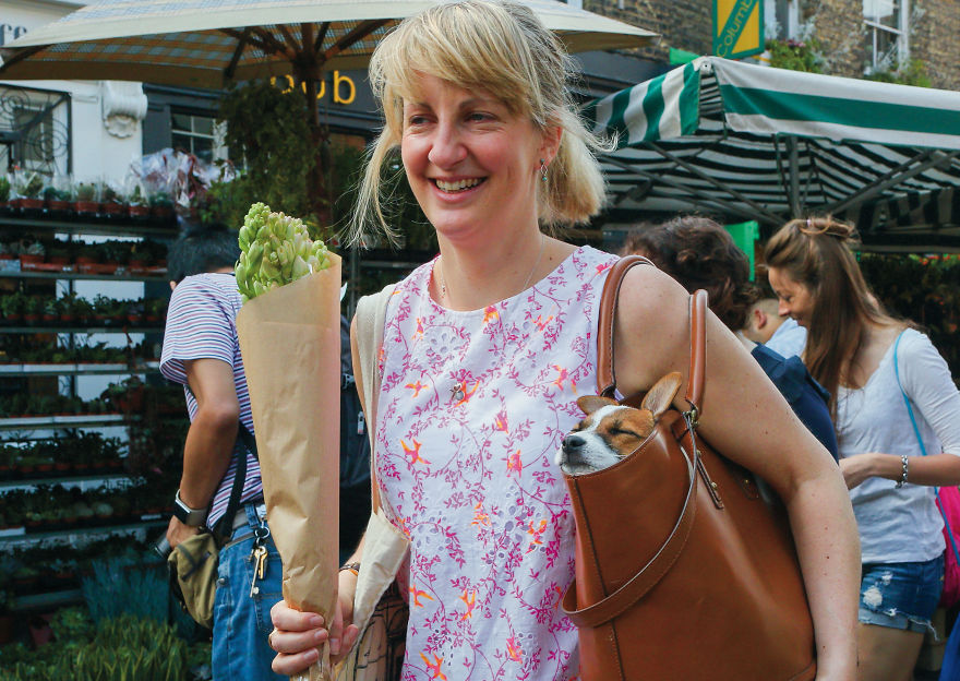 30 фотографии од кучиња направени од уличен фотограф кој е професионалец при фотографирање совршени моменти