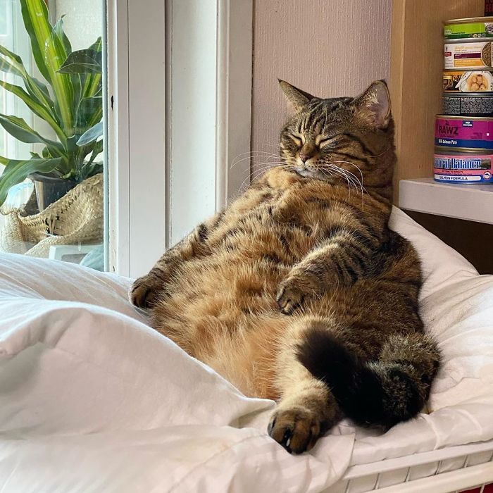 Оваа мачка ќе ви го освои срцето со нејзините смешни изрази