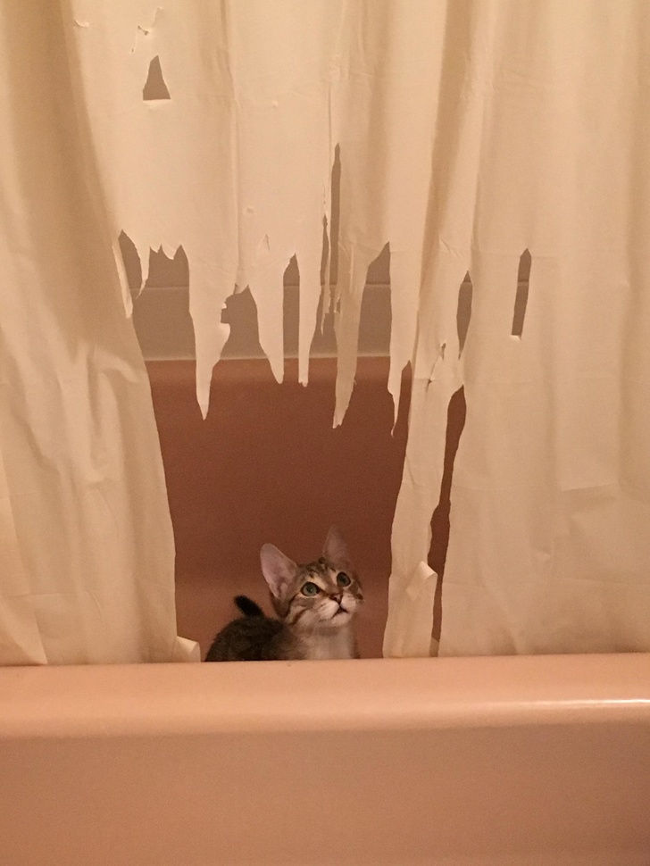 25 фотографии што покажуваат дека мачките се вистински чудовишта