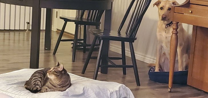 25 фотографии што покажуваат дека мачките се вистински чудовишта