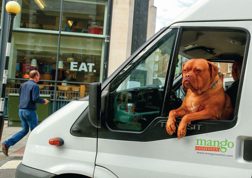 30 фотографии од кучиња направени од уличен фотограф кој е професионалец при фотографирање совршени моменти