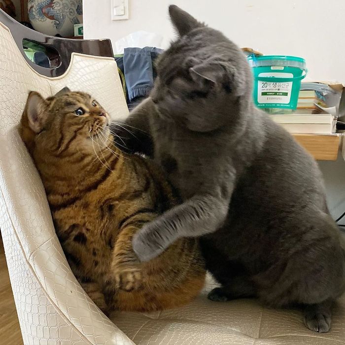 Оваа мачка ќе ви го освои срцето со нејзините смешни изрази