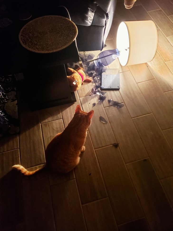 25 фотографии што покажуваат дека мачките се вистински чудовишта