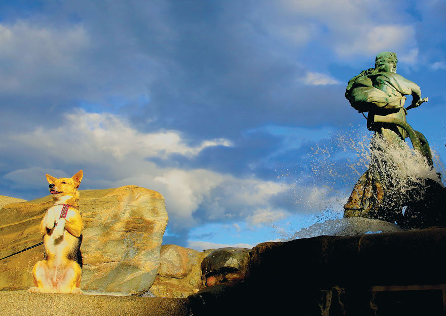 30 фотографии од кучиња направени од уличен фотограф кој е професионалец при фотографирање совршени моменти