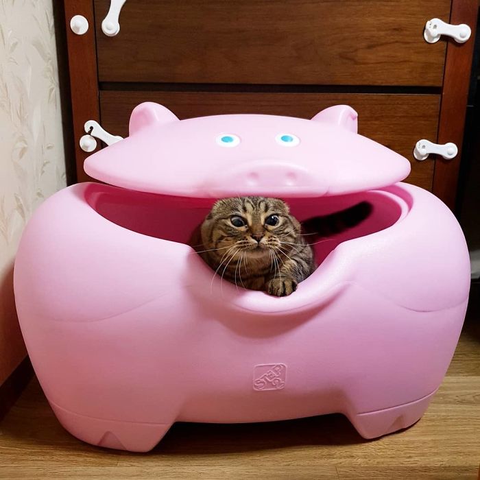 Оваа мачка ќе ви го освои срцето со нејзините смешни изрази