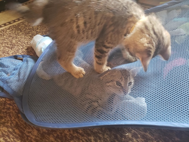 25 фотографии што покажуваат дека мачките се вистински чудовишта