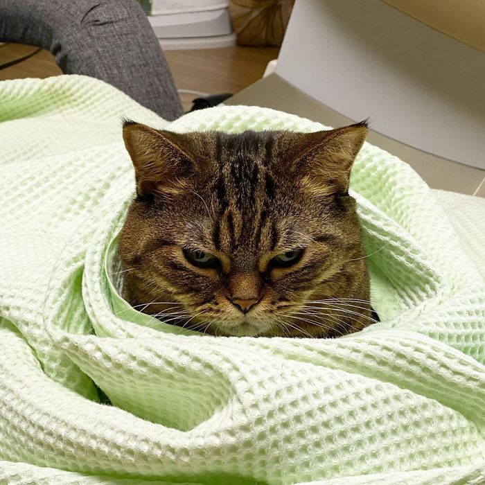 Оваа мачка ќе ви го освои срцето со нејзините смешни изрази