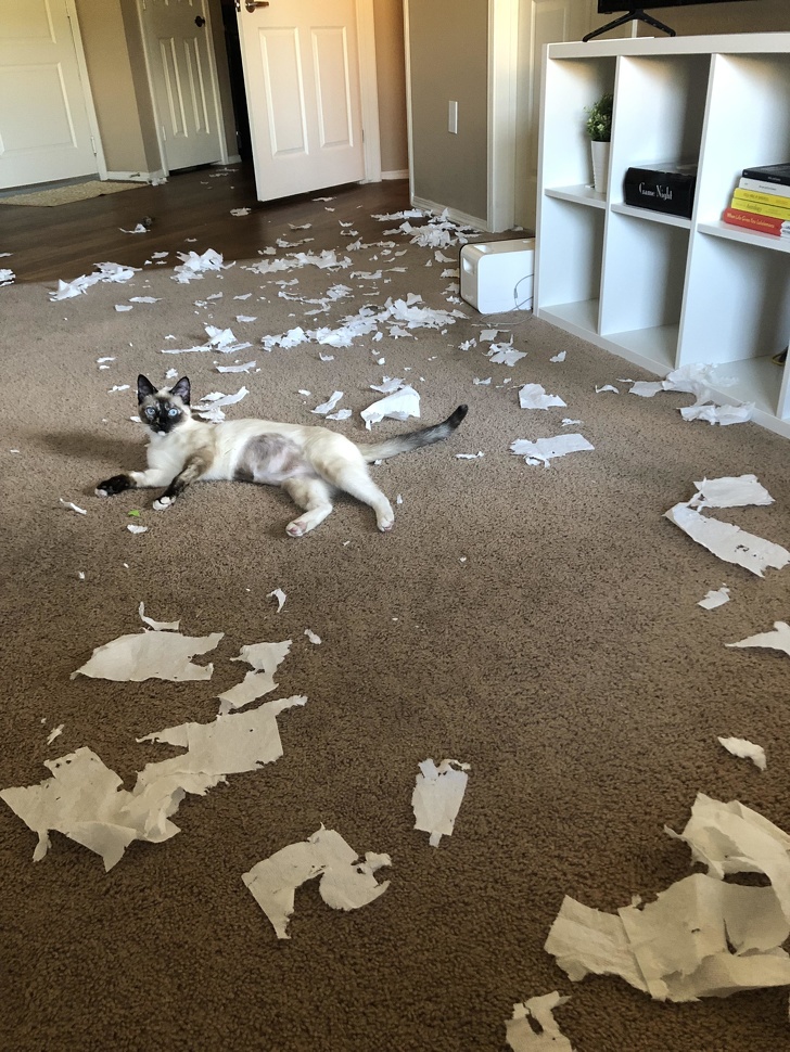 25 фотографии што покажуваат дека мачките се вистински чудовишта